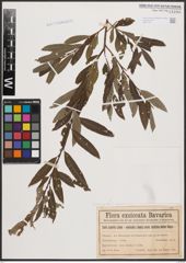 Salix aurita L. x Salix viminalis L.